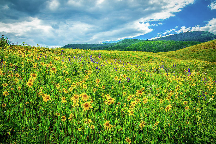 Wildflowers On The Mountain Photograph by Steven Bateson