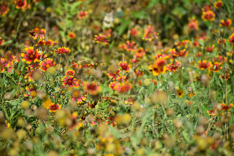 Wildflowers Photograph by Paula Holland | Fine Art America