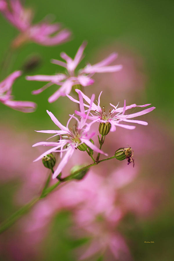 Up Movie Photograph - Wildflowers - Ragged Robin by Christina Rollo