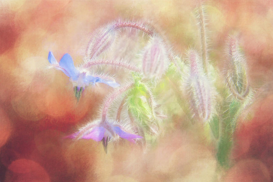 Wildflowers Textured Digital Art by Terry Davis