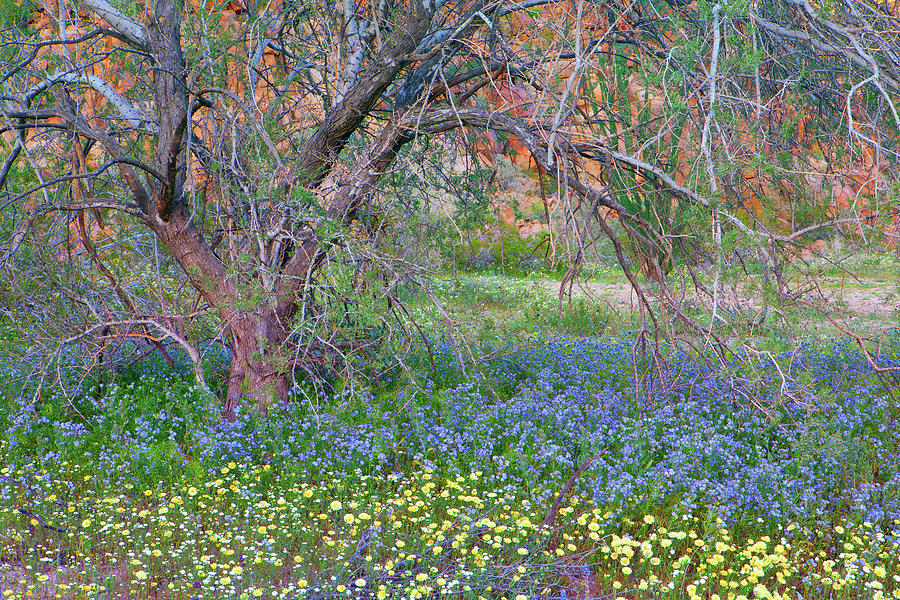Wildflowers Under Cottonwood Tree, Joshua Tree National Park Photograph by Ram Vasudev