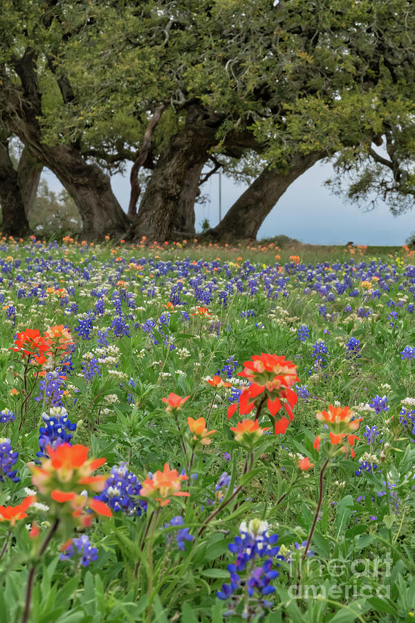 Wildflowers Under the Trees Photograph by Bee Creek Photography Tod