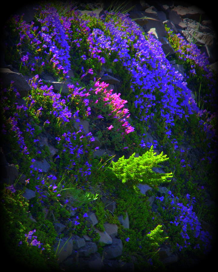 Wildflowers Photograph by Vernon Platt - Fine Art America