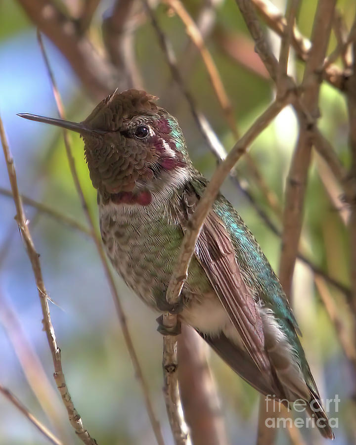 Nature Photograph - Wildlife_ Annas Hummingbird_Sedona_Arizona_IMGL0981 by Randy Matthews