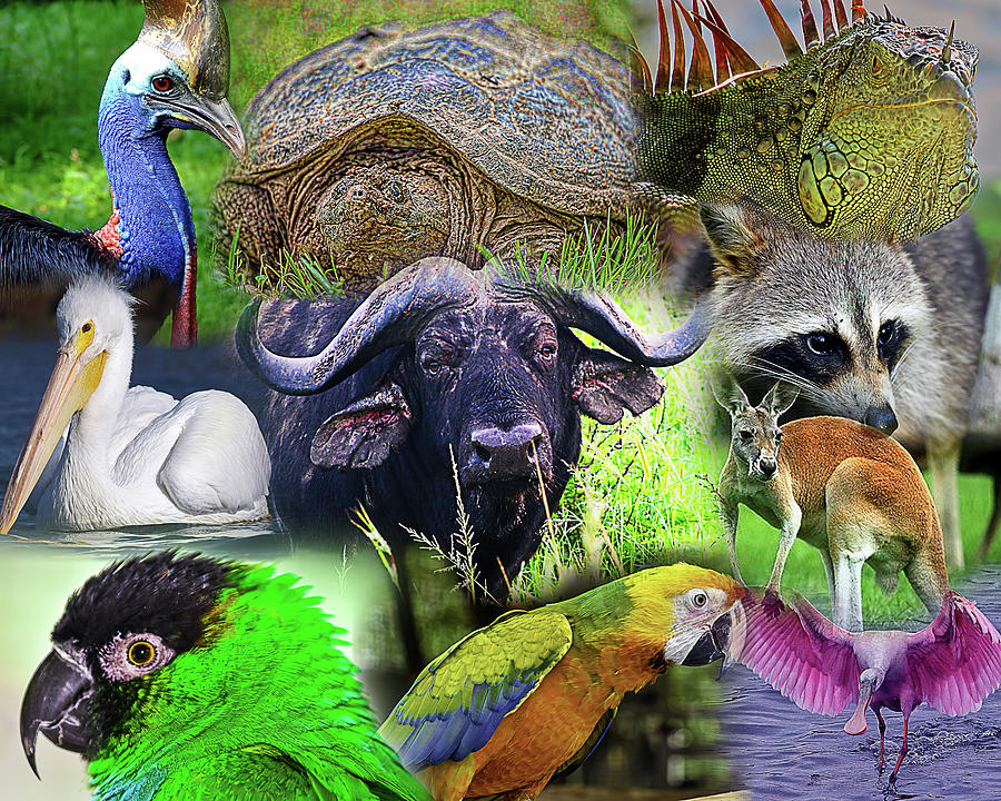 Wildlife Collage Photograph by Bill Barber