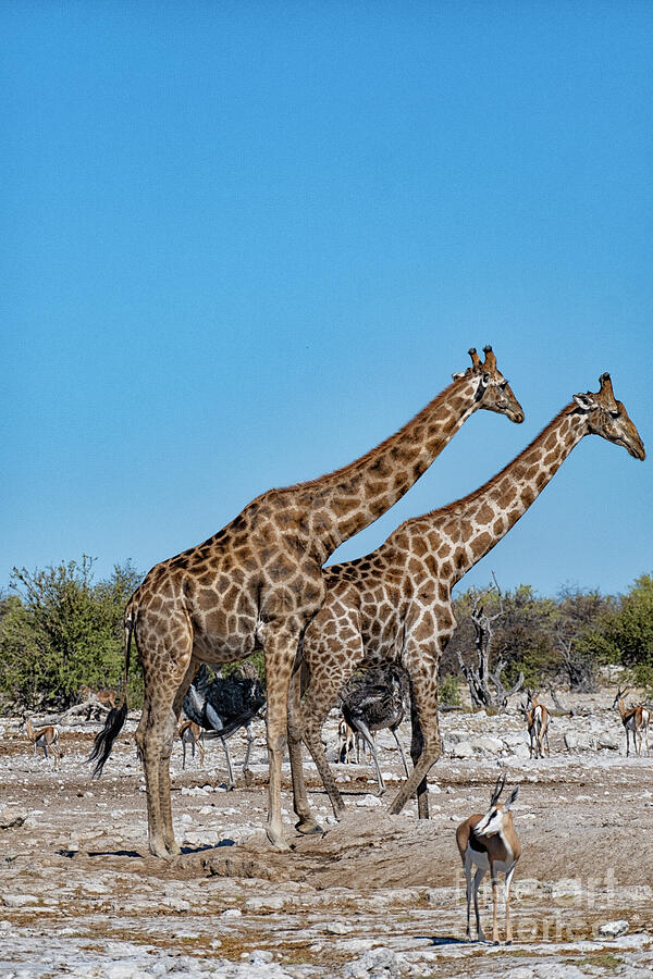 Animal Photograph - Wildlife etosha by Patricia Hofmeester