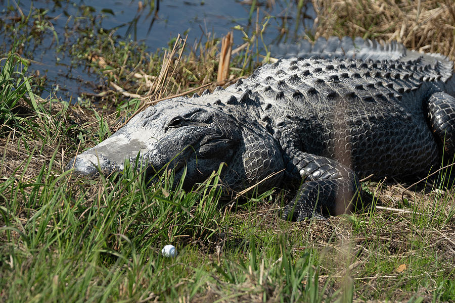 wildlife golf The River Golf Course alligator Photograph by Andi ...