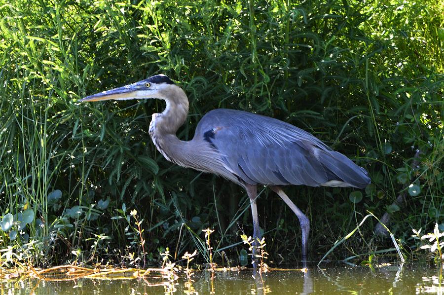 Wildlife In Hilton Head Island Photograph By Kathy Lyon-smith - Fine 