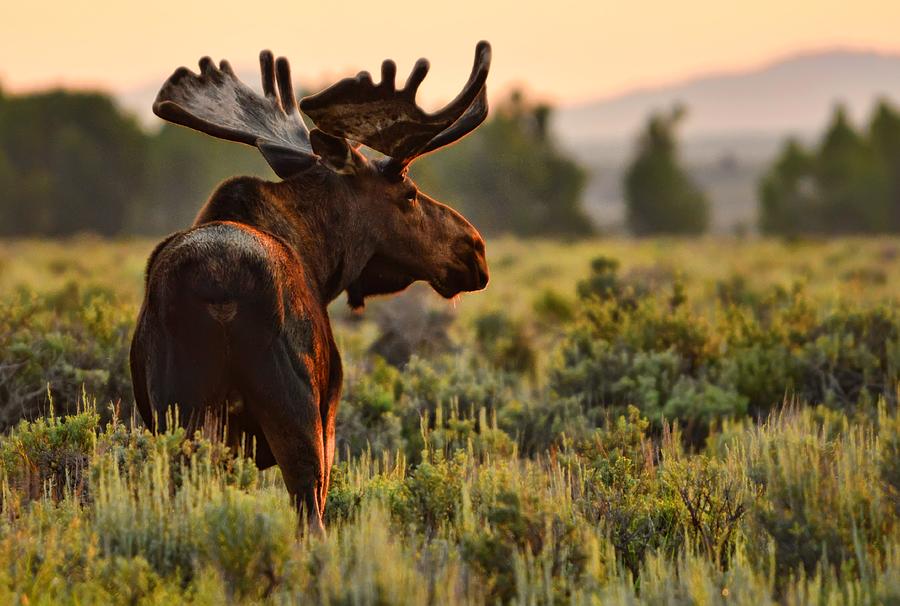 Wildlife in Wyoming - Morning Moose Photograph by Jeff R Clow