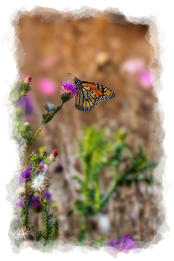 Wildlife monarch butterfly and wild flowers along the in the fields West Virginia  paintography Photograph by Dan Friend