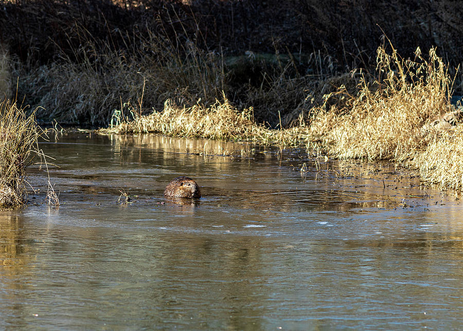 Wildlife Photography - Beaver Photograph by Amelia Pearn