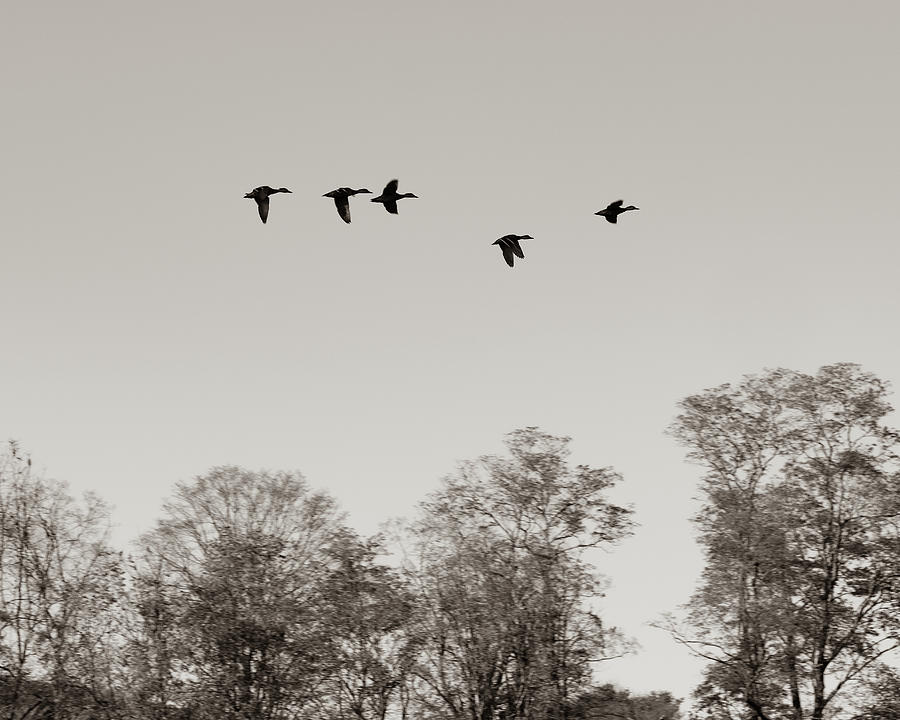 Wildlife Photography - Ducks in Flight  Photograph by Amelia Pearn