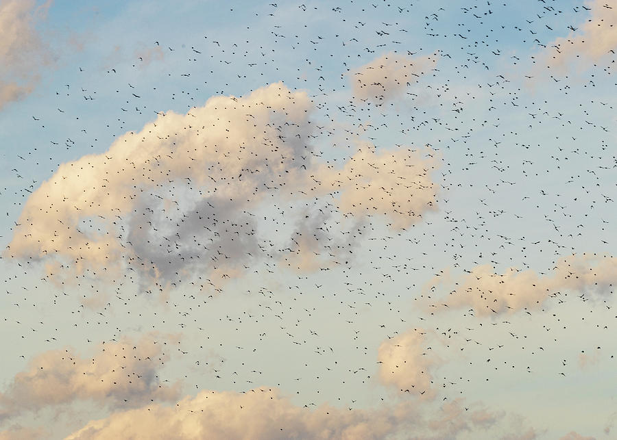 Wildlife Photography - Flock of Birds Photograph by Amelia Pearn