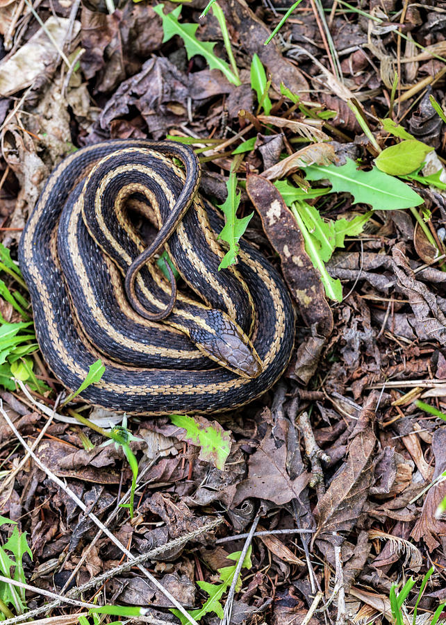 Wildlife Photography - Snake In The Garden Photograph by Amelia Pearn