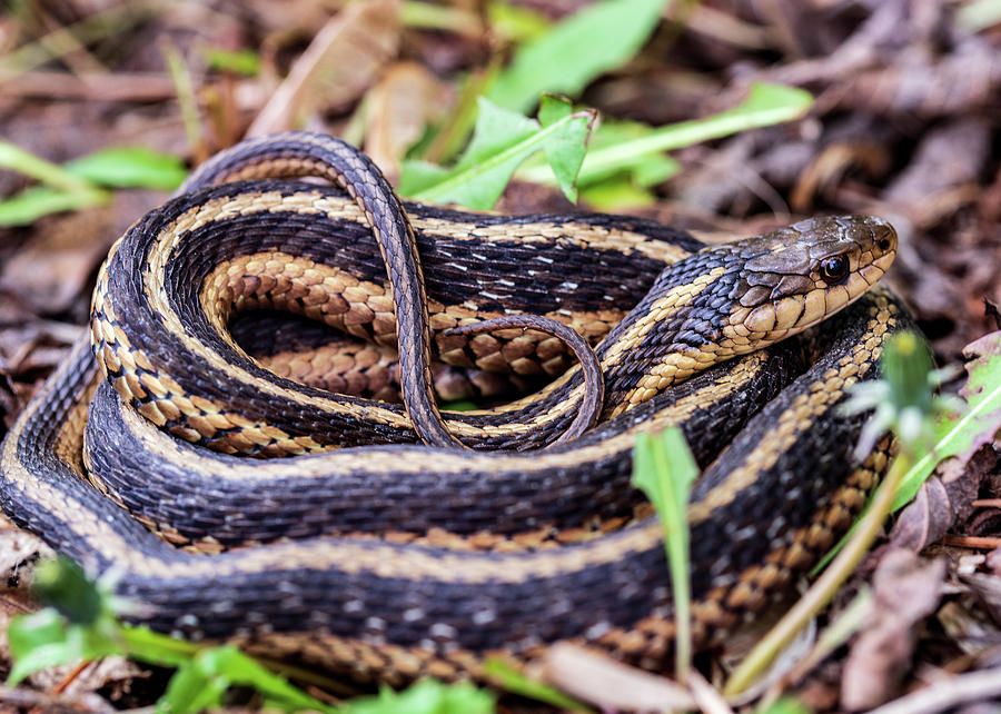 Wildlife Photography - Snake Profile Photograph by Amelia Pearn