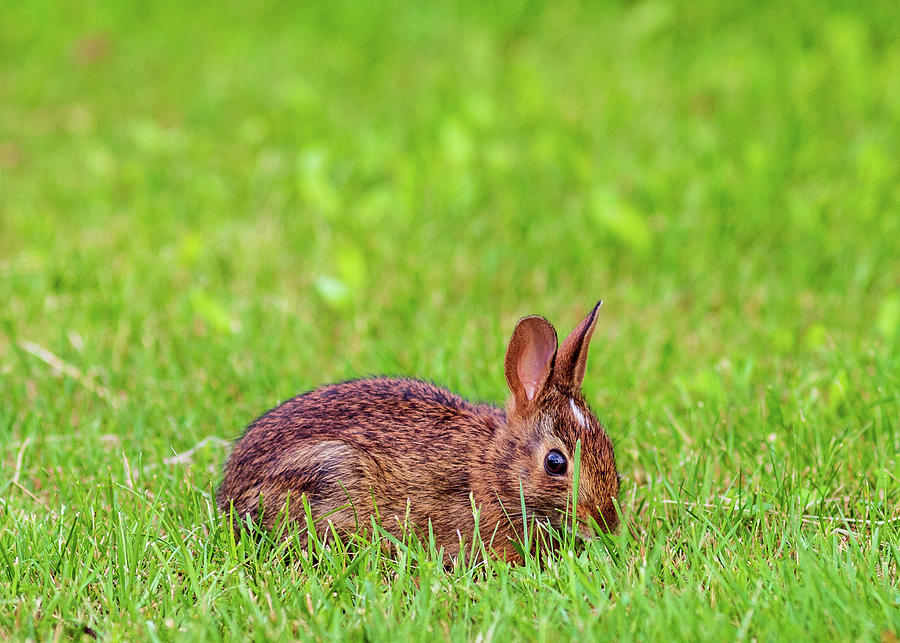 Wildlife Photography - Spring Bunny Photograph by Amelia Pearn