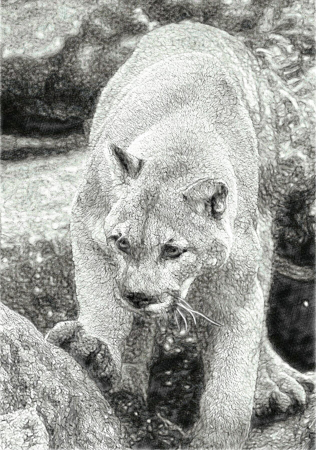 Wildlife Sketch of a Mountain Lion  Mixed Media by Shelli Fitzpatrick