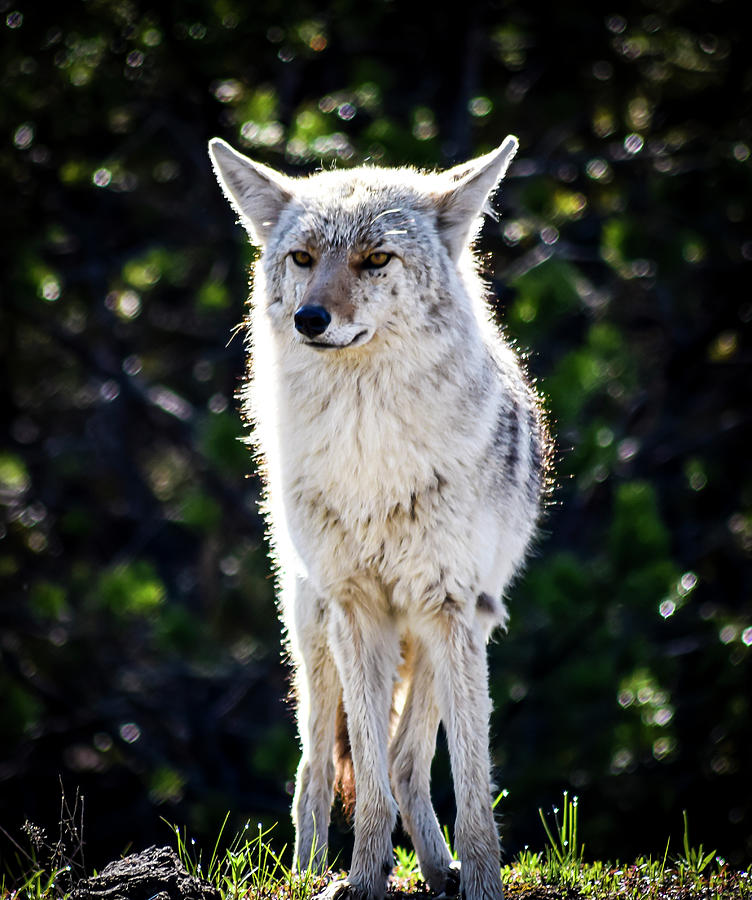 Wildlife Yellowstone Photography 20180520-150 Photograph by Rowan Lyford