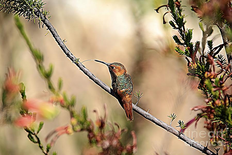 Wildlife_allan Hummingbird_big Sur_california_imgl2018 Photograph