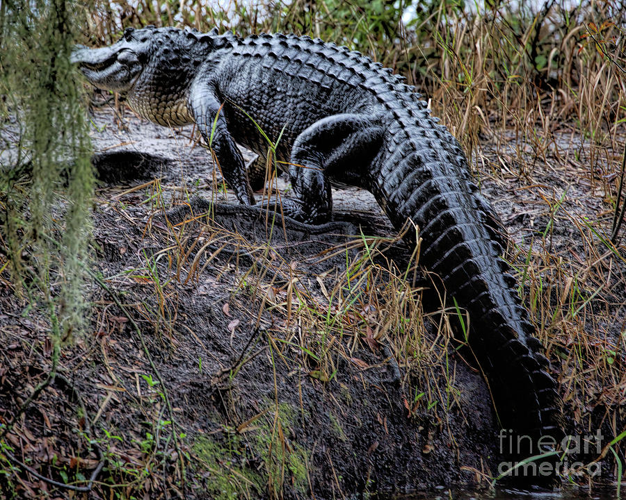 Wildlife_american Alligator_everglades National Park_imgl8719 Photograph