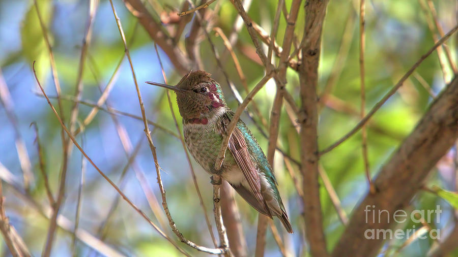 Wildlife_Anna's Hummingbird_Sedona_Arizona_IMGL0961 Photograph by Randy