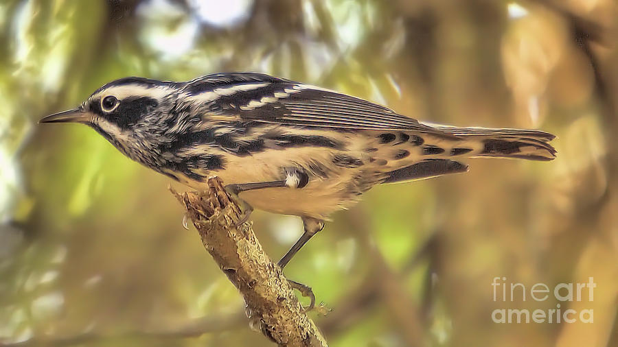 Wildlife_black And White Warbler_everglades National Park_0f7a8083 Photograph