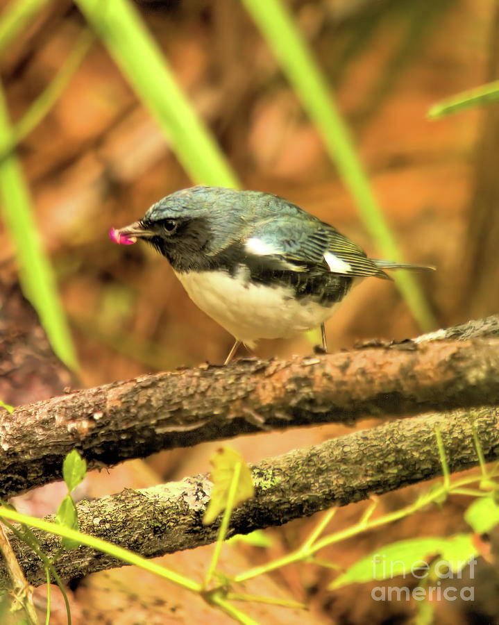 Bird Photograph - Wildlife_Black Throated Blue Warbler_Everglades National Park_0F7A0385 by Randy Matthews