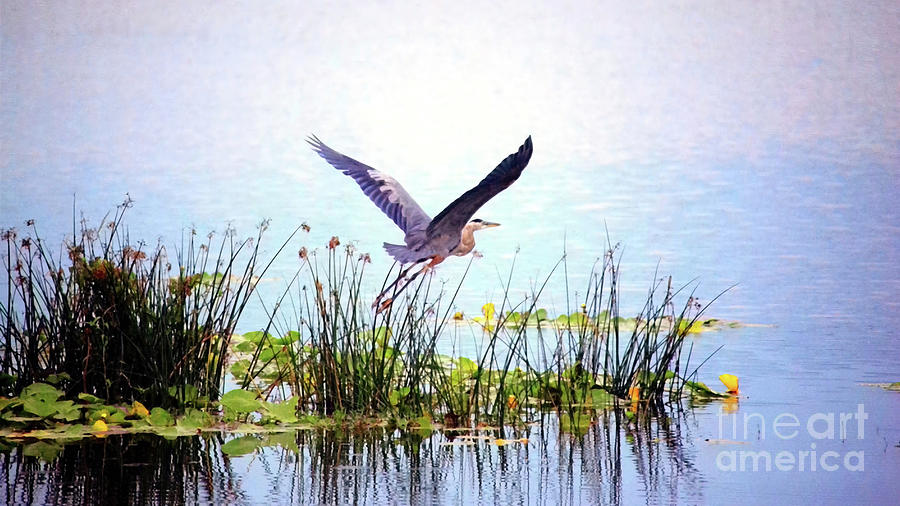 Wildlife_Blue Heron in Flight_Twin Lakes_Florida_NOA4001 Photograph by Randy Matthews
