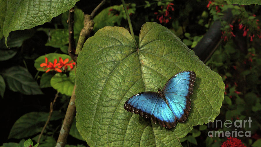 Nature_Blue Morpho Butterfly_Key West_0F7A9184 Photograph by Randy Matthews