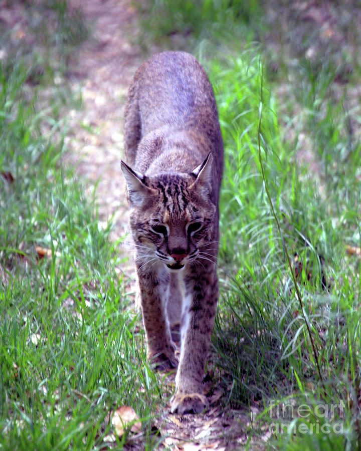 Wildlife_bobcat_everglades National Park_imgl9050 Photograph