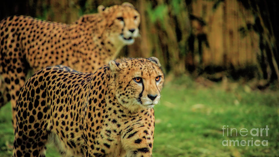 Wildlife_Cheetah_Tsavo East Wild Animal Park_IMG6061 Photograph by Randy Matthews