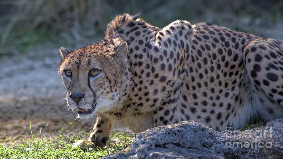 Wildlife_Cheetah_Tsavo East National Park_Kenya_IMGL3329 Photograph by Randy Matthews