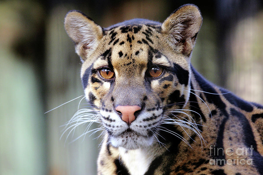 Wildlife_Clouded Leopard_Lowry Park Zoo_Tampa_IMGL0001 Photograph by Randy Matthews