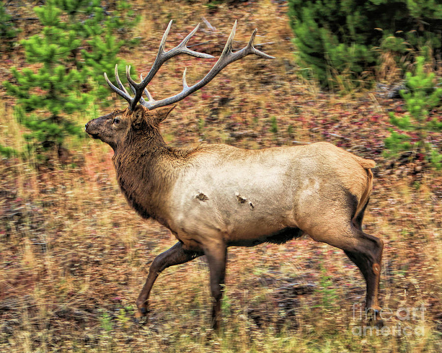Wildlife_Elk_Yellowstone National Park_0F7A0195 Photograph by Randy Matthews
