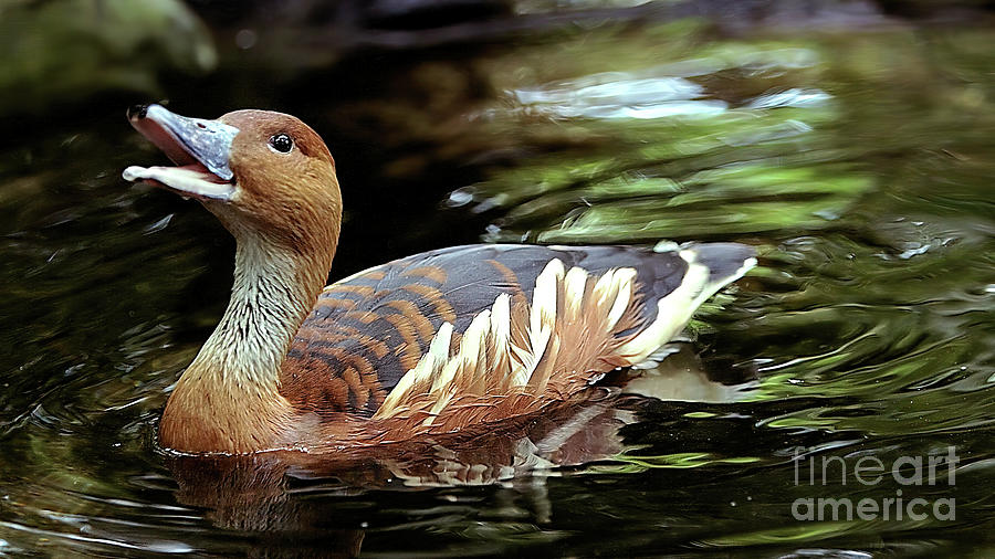Wildlife_fulvous Whistling Duck 2 Photograph