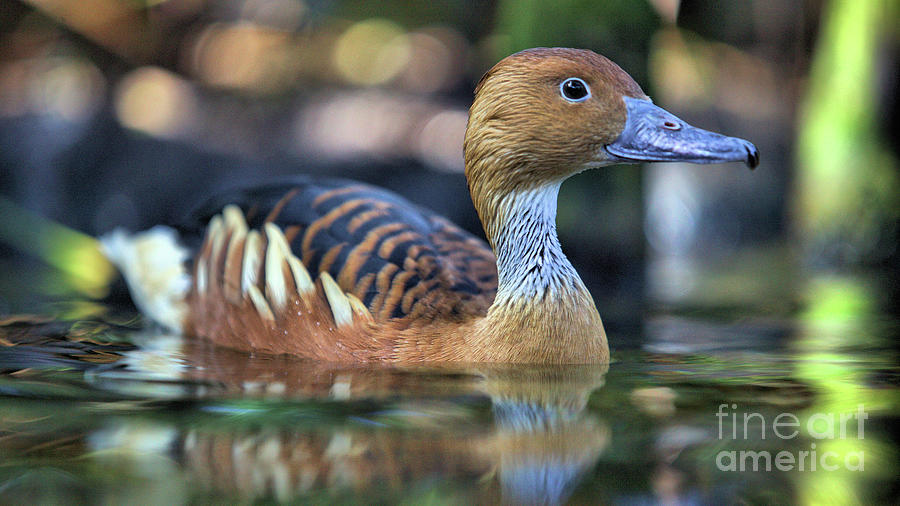 Wildlife Photograph - Wildlife_Fulvous Whistling Duck_Lake Apopka Wildlife Drive_IMG0071 by Randy Matthews