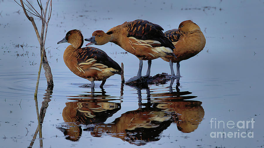 Wildlife_fulvous Whistling Duck_lake Apopka Wildlife Drive_imgl6375 Photograph