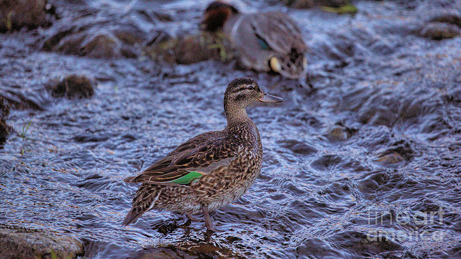 Wildlife_green-winged Teal_yellowstone Np_img_3501 Photograph