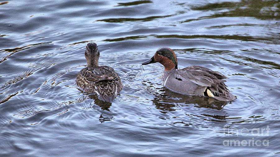 Wildlife_green-winged Teal_yellowstone Np_img_3625 Photograph