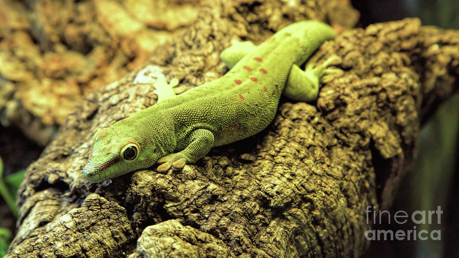 Wildlife_Madagascar giant day gecko_BYWF_N0A5234 Photograph by Randy Matthews