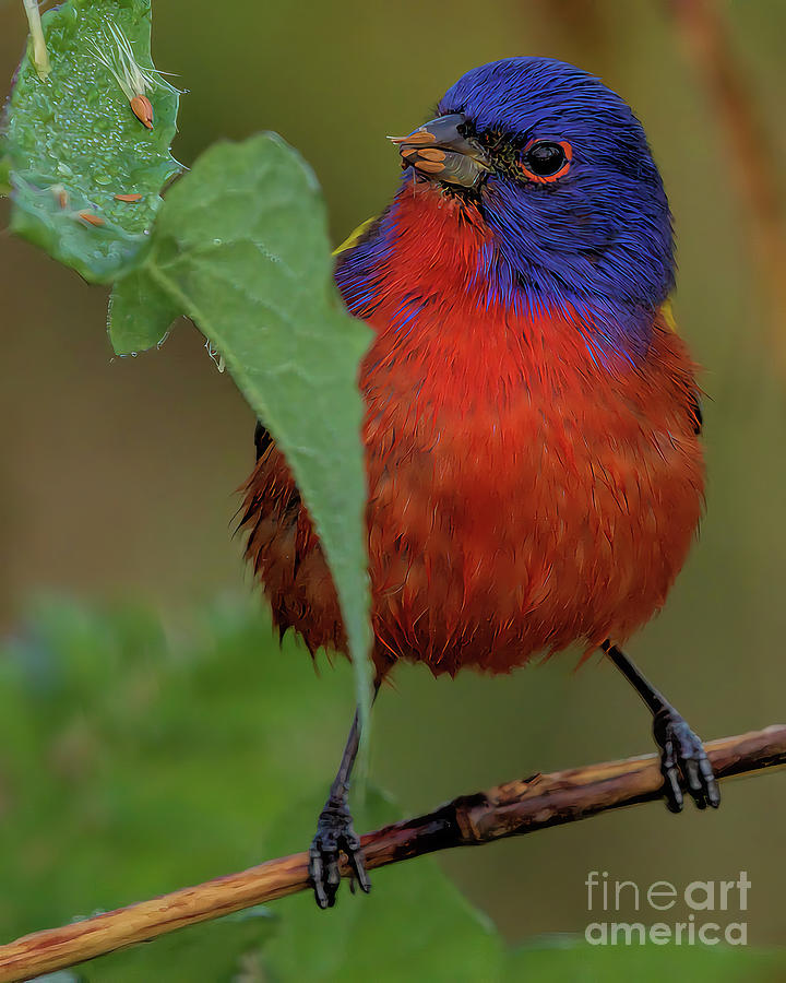 Wildlife_Painted Bunting_Everglades National Park_IMGL6201 Photograph by Randy Matthews