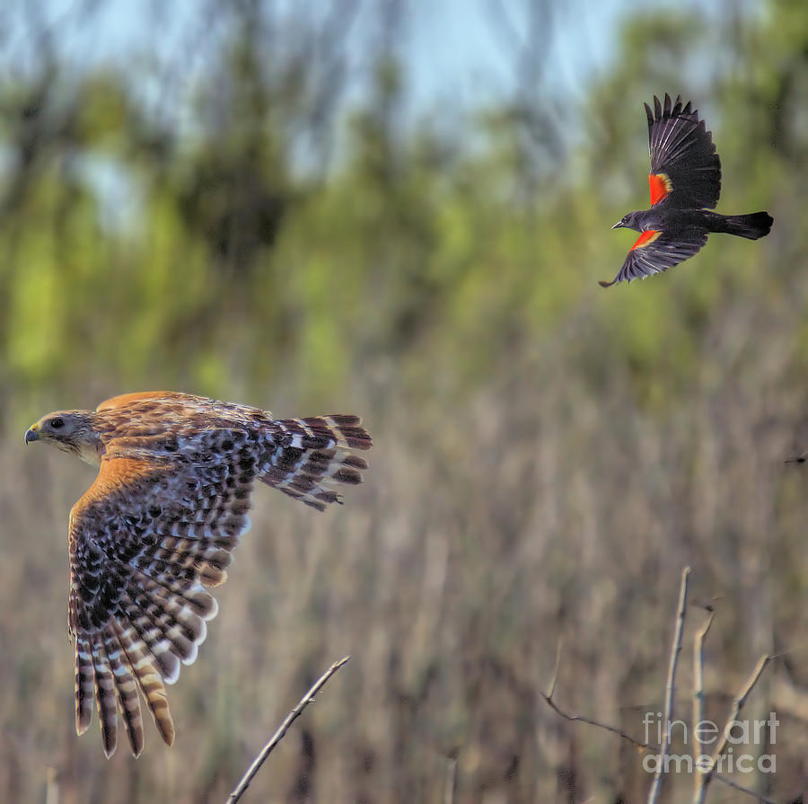 Wildlife_Red Shoulder Hawk and Red Winged Blackbird_Lake Apopka_0F7A0399 Photograph by Randy Matthews