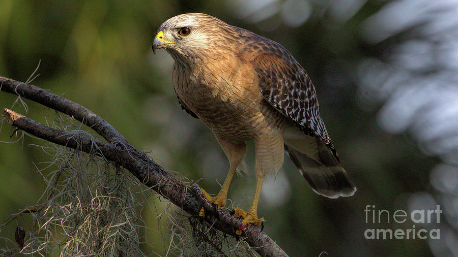 Florida Photograph - Wildlife_Red Shoulder Hawk_Landscape_Circle B_IMGL2163 -1 by Randy Matthews Florida Photograph - Wildlife_Red Shoulder Hawk_Landscape_Circle B_IMGL2163 -1 by Randy Matthews