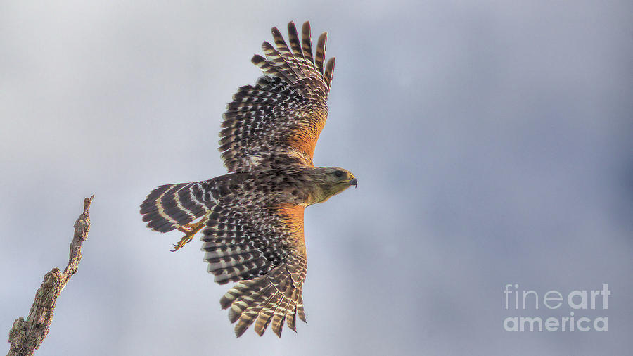 Florida Photograph - Wildlife_Red Shoulder Hawk_Landscape_Circle B_IMGL3911 -1 by Randy Matthews Florida Photograph - Wildlife_Red Shoulder Hawk_Landscape_Circle B_IMGL3911 -1 by Randy Matthews
