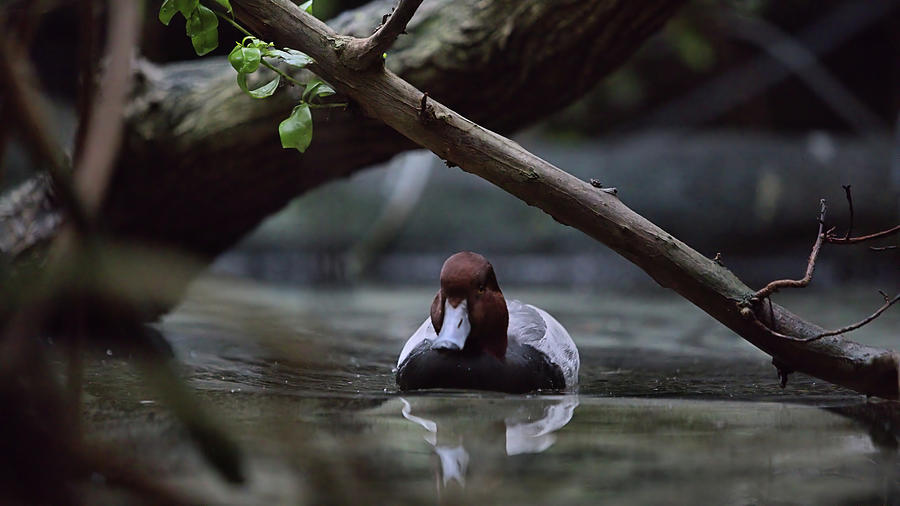 Duck Photograph - Wildlife_Redheaded Duck_Merrit Island_IMGL5712 by Randy Matthews