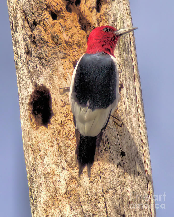 Wildlife_redheaded Woodpecker_everglades National Park_0f7a3583 Photograph