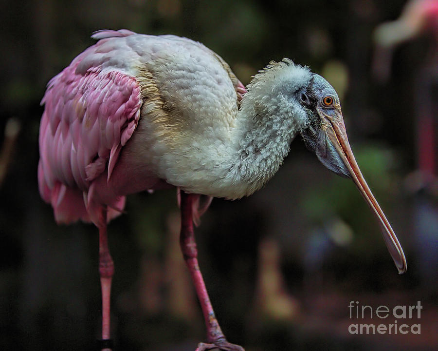 Wildlife Photograph - Wildlife_Roseate Spoonbill_Everglades National Park_IMGL5655 by Randy Matthews