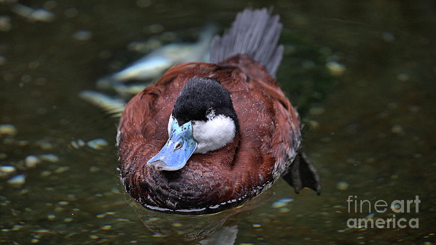Bird Photograph - Wildlife_Ruddy Duck_Florida_IMGL3390 -1 by Randy Matthews Bird Photograph - Wildlife_Ruddy Duck_Florida_IMGL3390 -1 by Randy Matthews