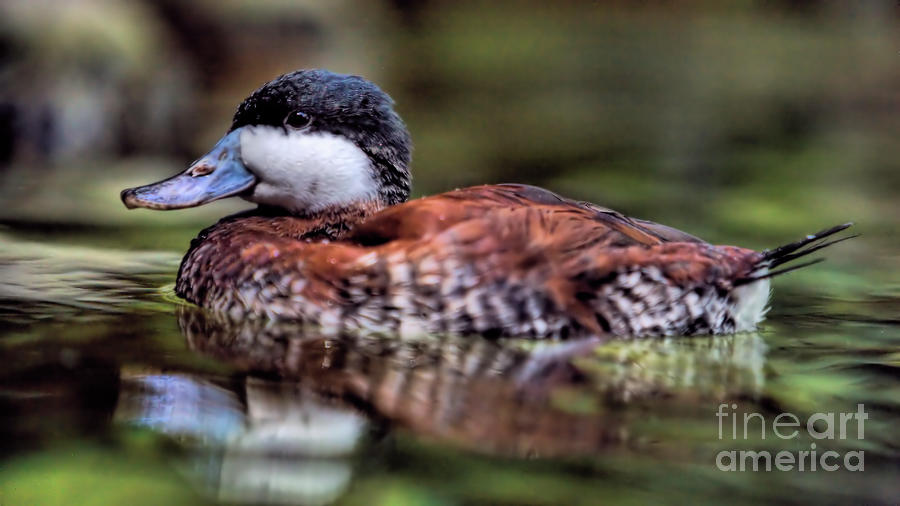 Wildlife_Ruddy Duck_Merritt Island National Wildlife Refuge_IMG1697  Photograph by Randy Matthews