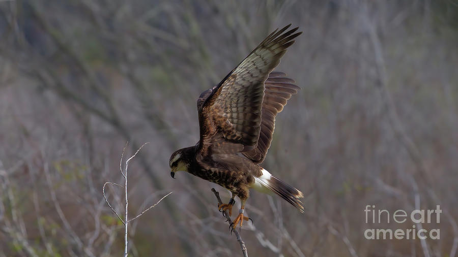 Wildlife_Snail Kite_Everglades National Park_IMGL2107 Photograph by